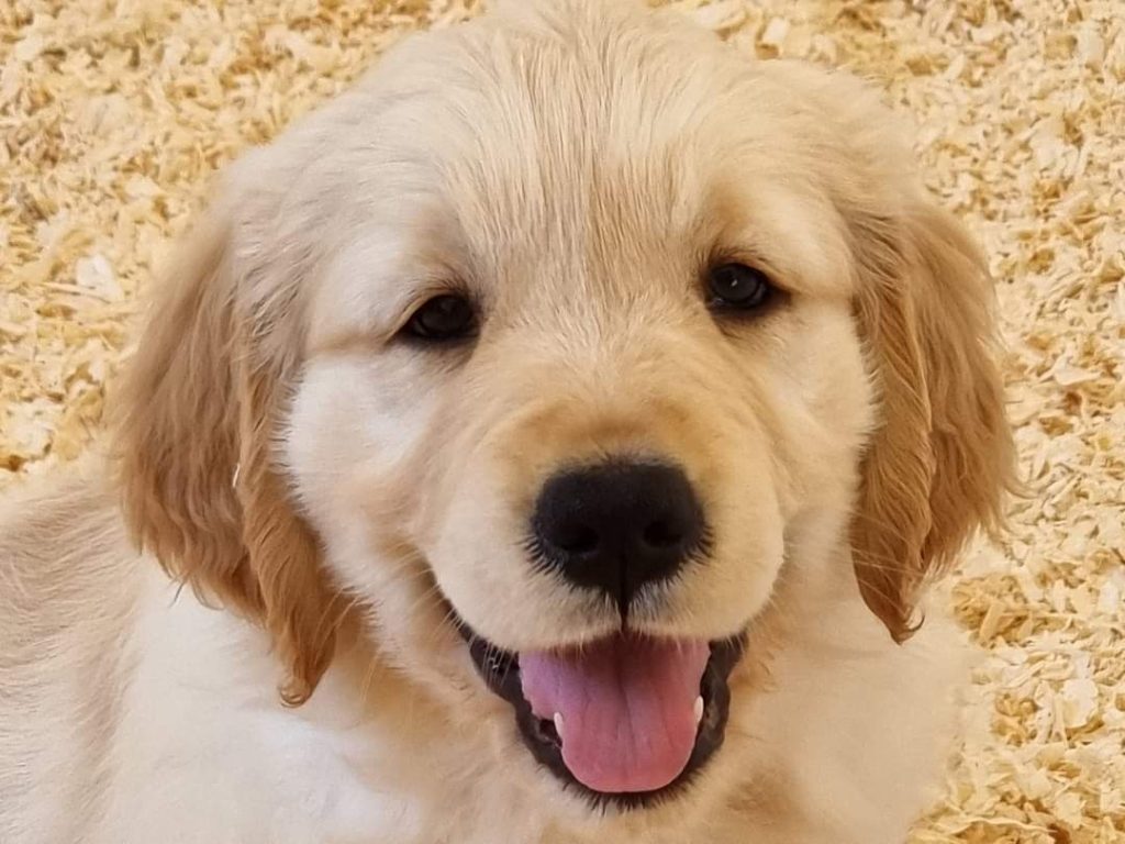 Canine Paradise Kennels Golden Retriever Dog Breeders Near Me Golden  Retriever Puppies For Sale| Crammondkirk